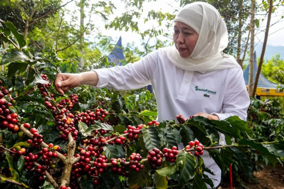 Penyangraian kopi